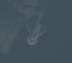 El monstruo del lago Ness capturado en Apple Maps