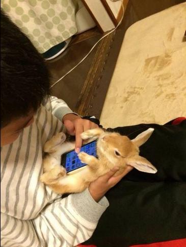 Un conejo vivo como funda de tu móvil, la última moda en Asia