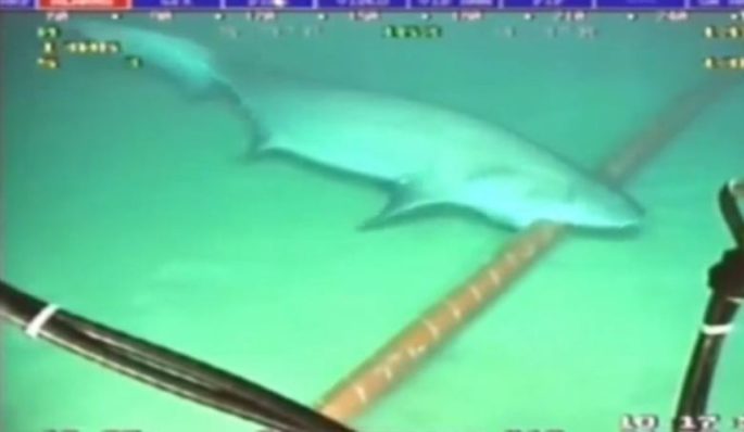 Aunque parezca el guión de una película de escasa calidad lo cierto es que es una realidad, los tiburones atacan los cables de internet 