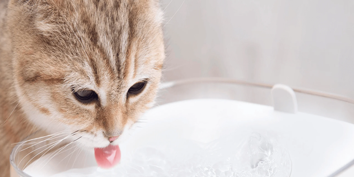 El nuevo dispensador de Xiaomi se encargará de tu mascota