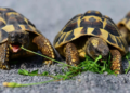 Tortugas espía y peces infiltrados: China lo tiene claro