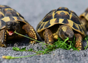 Tortugas espía y peces infiltrados: China lo tiene claro