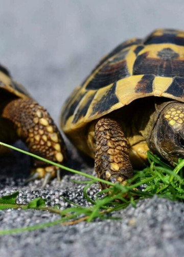 Tortugas espía y peces infiltrados: China lo tiene claro