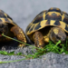 Tortugas espía y peces infiltrados: China lo tiene claro